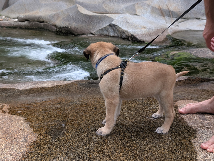 chinook dog